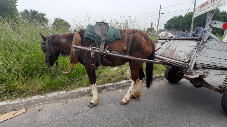 Secuestraron un caballo que estaba en mal estado de salud